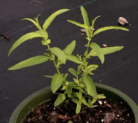 Photo of Salix (Salixs)
