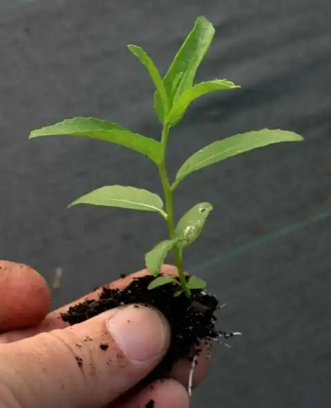 Photo of Salix (Salixs)