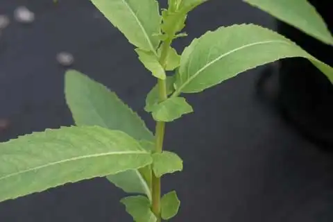 Photo of Salix - Leaf base. The small, leafy structures on the stem are stipules.:J. Neal