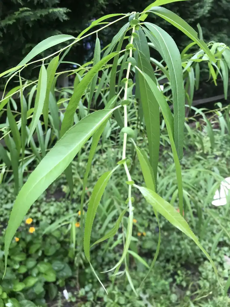 Photo of Salix - Salix Note the alternate leaf arrangement and stipules:Barbara Myers