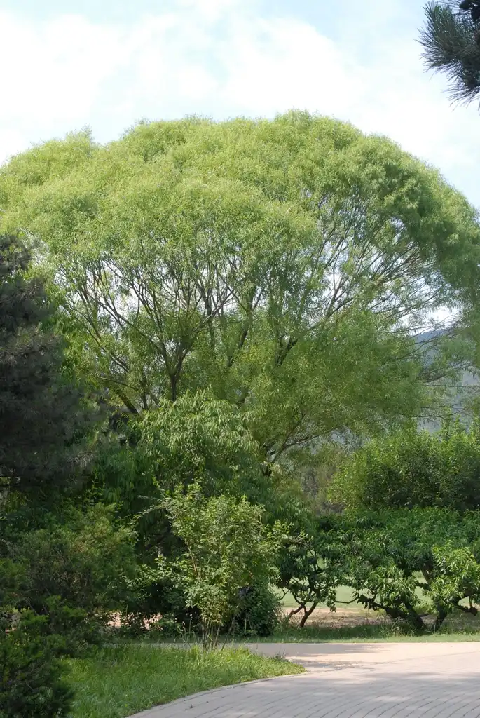 Photo of Salix - Full Form:Jim Robbins