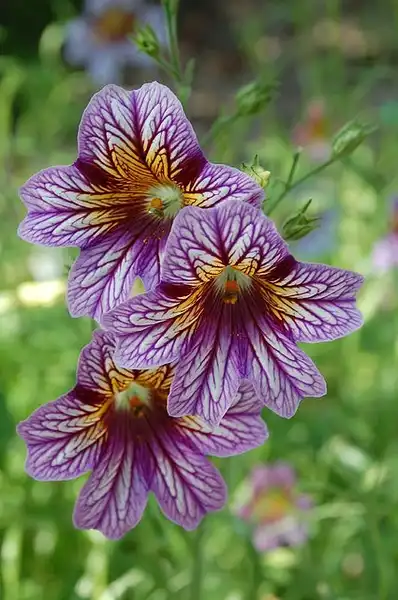 Foto de Salpiglossis sinuata (Salpiglossis sinuatas)