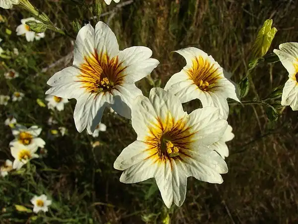 Foto de Salpiglossis sinuata (Salpiglossis sinuatas)