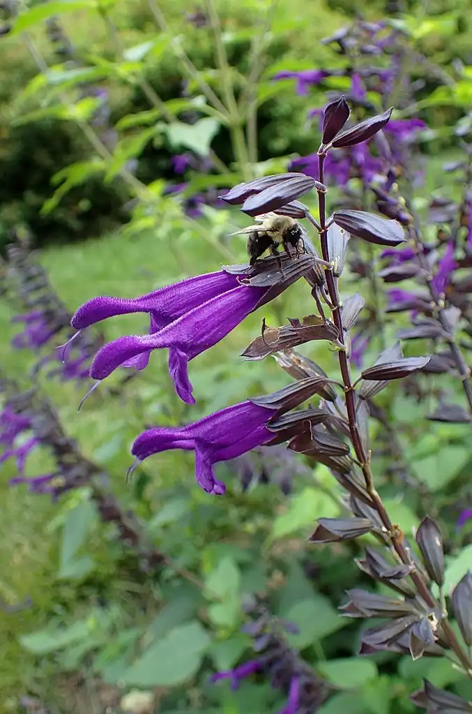 Photo of Salvia 'Amistad' (Salvia 'Amistad's)