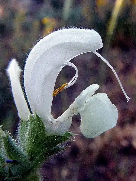 Photo of Salvia argentea (Salvia argenteas)