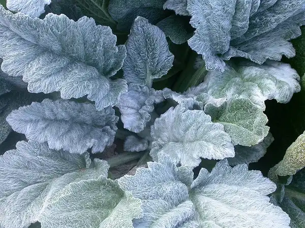Photo of Salvia argentea (Salvia argenteas)