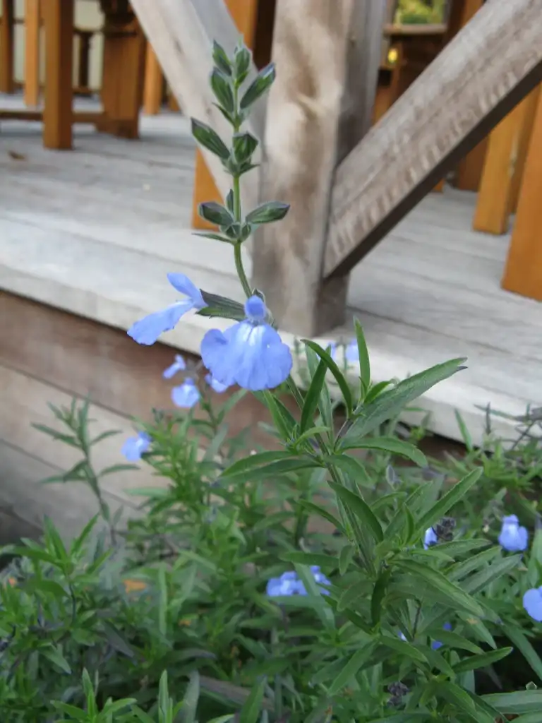 Photo of Salvia azurea (Salvia azureas)