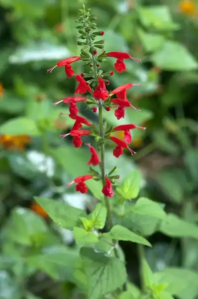 Foto de Salvia coccinea (Salvia coccineas)