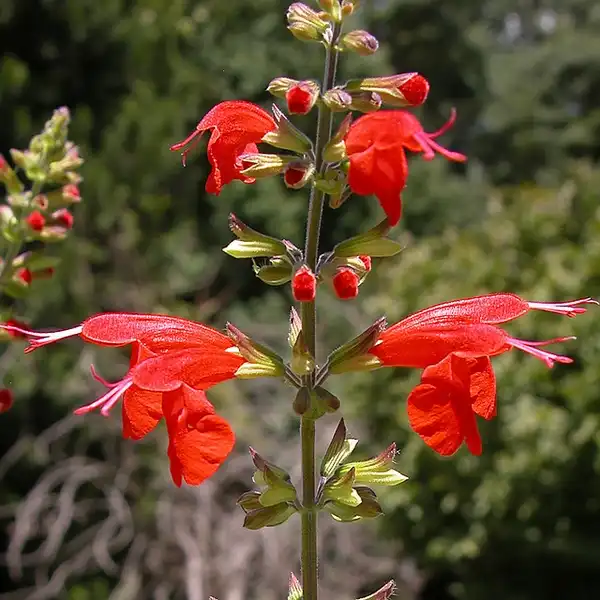 Foto de Salvia coccinea (Salvia coccineas)