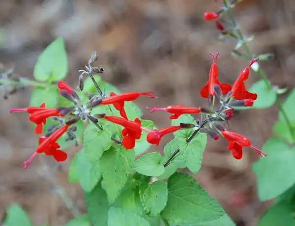 Foto de Salvia coccinea - Salvia coccinea:Carol Foll