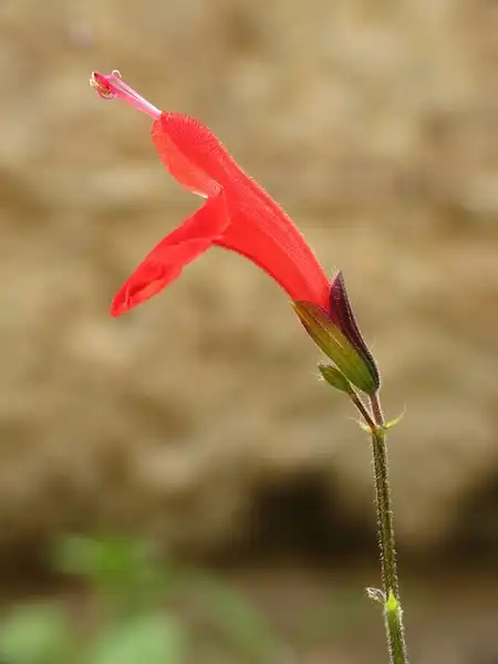 Foto de Salvia coccinea - Salvia coccinea:Katja-Schulz
