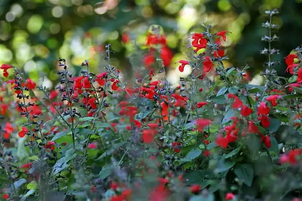 Foto de Salvia coccinea - Salvia coccinea:Jardí Botànic Universitat de València