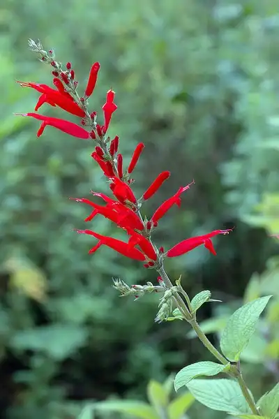 Фото Salvia elegans (Salvia eleganss)