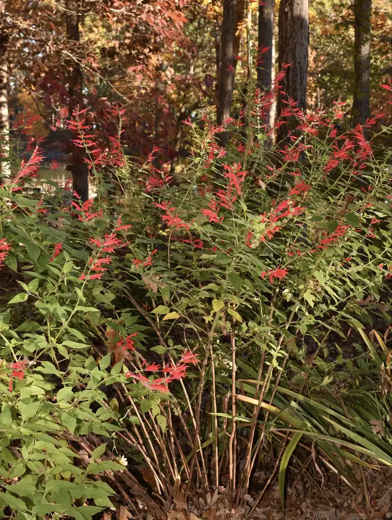 Фото Salvia elegans - Form (Warren County,NC)-Late Fall:Cathy Dewitt