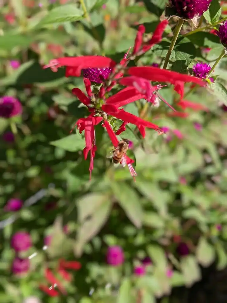 Фото Salvia elegans - Flowers with honeybee (Cabarrus County, NC)-Late Fall:Hope Duckworth