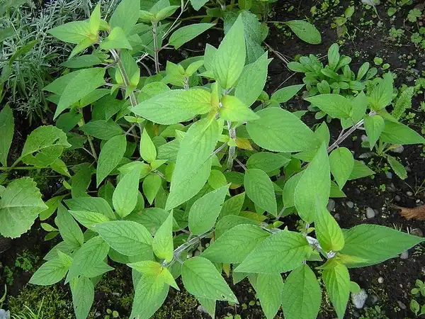 Фото Salvia elegans - Salvia elegans:SatrinaO