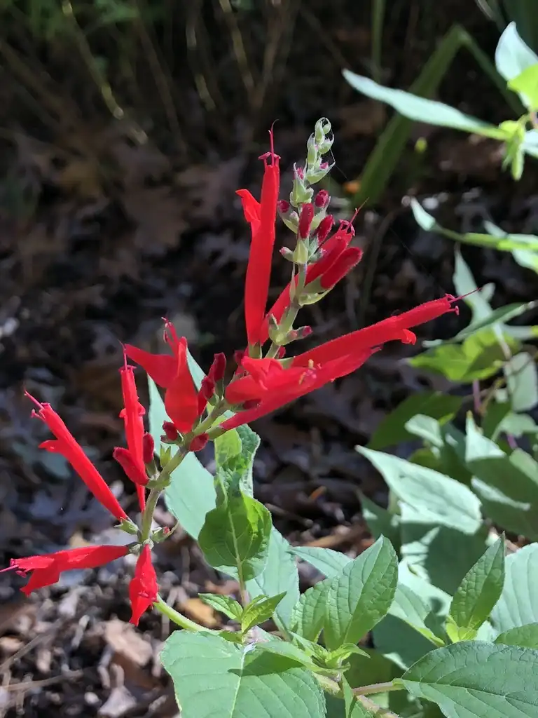Фото Salvia elegans - Flower Pods Close Up (Wake County,NC):Cathy Dewitt