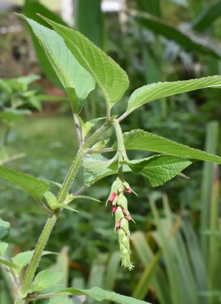 Фото Salvia elegans - Flower (Wake County, NC)-Early Spring:Cathy Dewitt