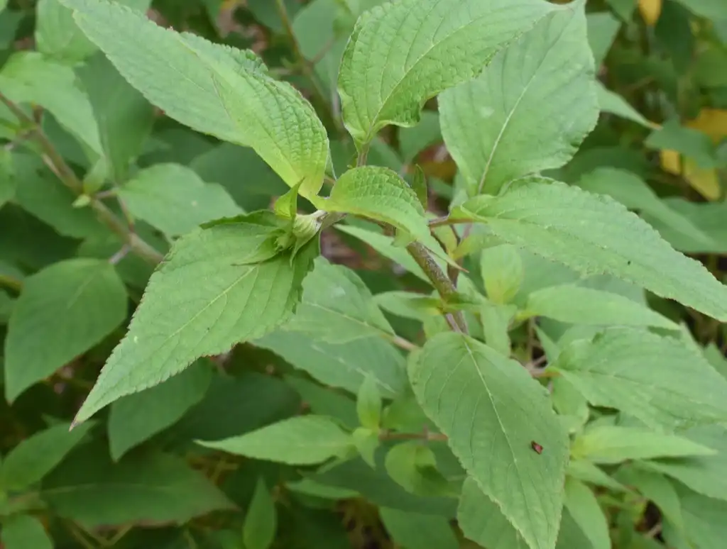 Фото Salvia elegans - Leaves Close-Up (Warren County,NC)-Early Fall:Cathy Dewitt