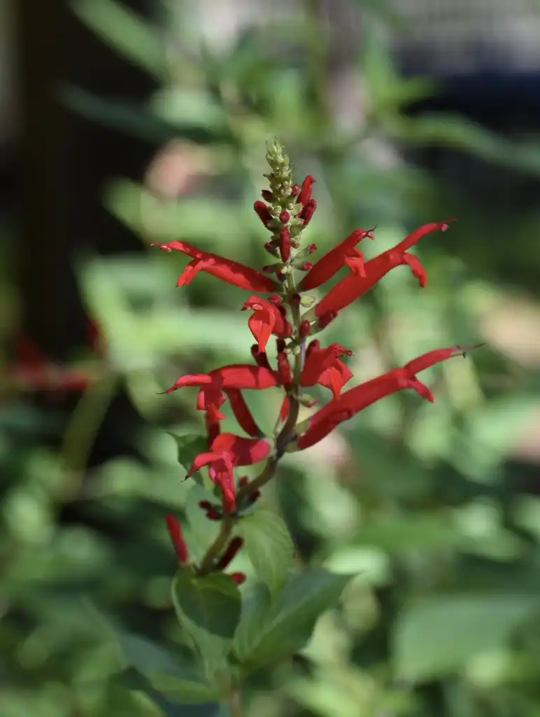 Фото Salvia elegans - Flower and Leaves (Wake County, NC):Cathy Dewitt