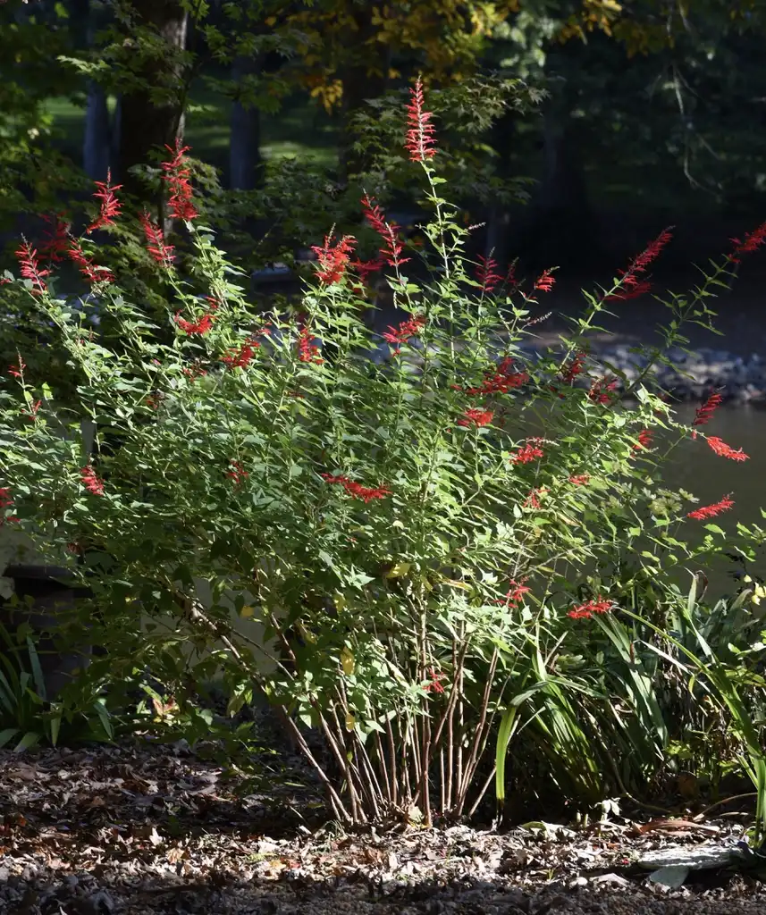 Фото Salvia elegans - Full Form (Wake County,NC):Cathy Dewitt