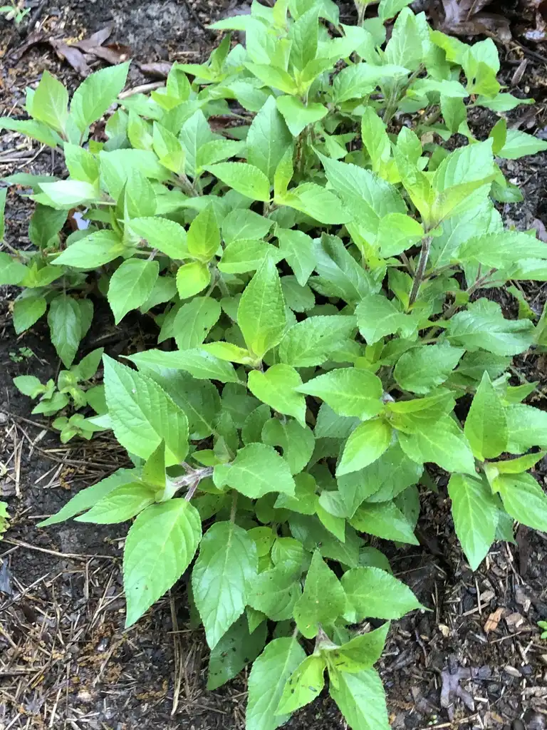 Фото Salvia elegans - Form (Warren County,NC)-Mid Spring:Cathy Dewitt