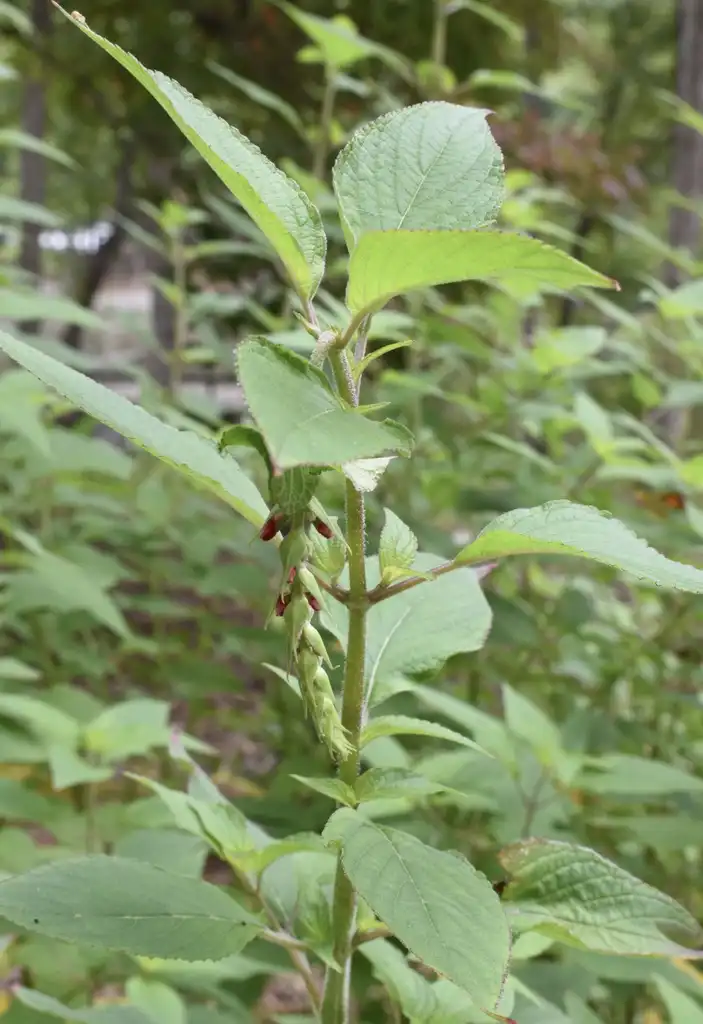 Фото Salvia elegans - Stem (Warren County,NC)-Mid Summer:Cathy Dewitt