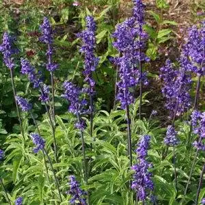 Foto de Salvia farinacea (Salvia farinaceas)