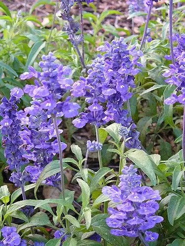 Foto de Salvia farinacea (Salvia farinaceas)