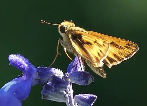 Foto de Salvia farinacea - Fiery Skipper on Salvia farinacea:Ronnie Pitman