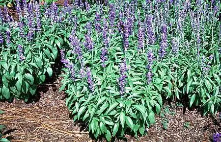 Foto de Salvia farinacea - :