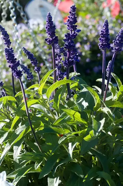 Foto de Salvia farinacea - Salvia farinacea 'Rhea Dwarf Blue (Celebration Blue':Jon Sullivan