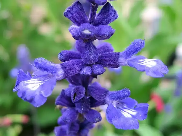 Foto de Salvia farinacea - Salvia farinacea bloom:Shihmei Barger