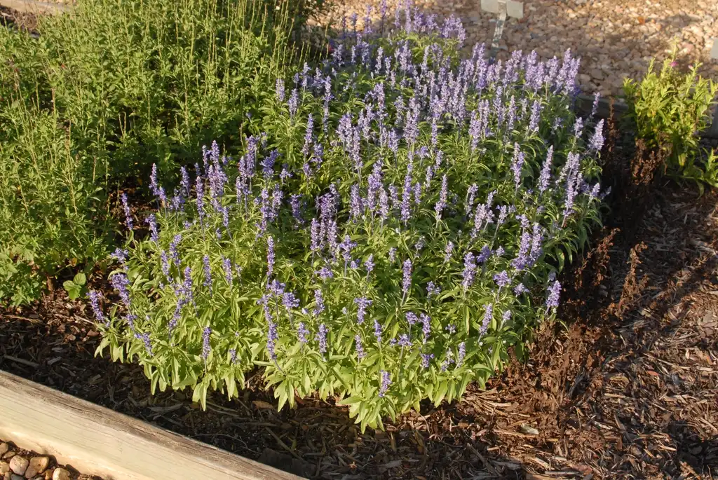 Foto de Salvia farinacea - 'Velocity Blue' Form:Jim Robbins