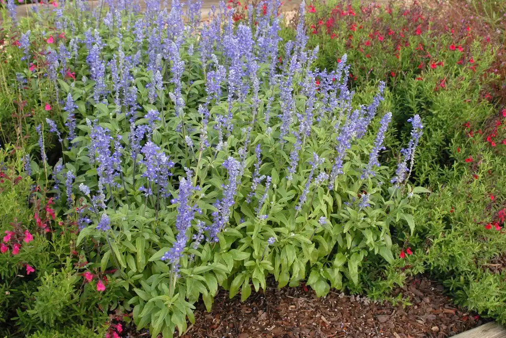 Foto de Salvia farinacea - 'Sallyfun Blue Emotion' Flower Form:Jim Robbins