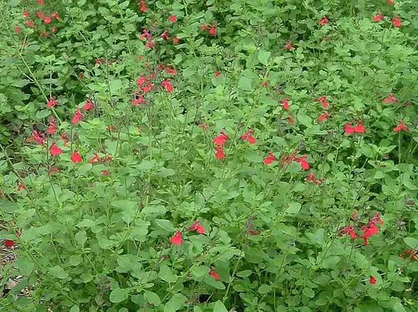 Photo of Salvia greggii (Salvia greggiis)