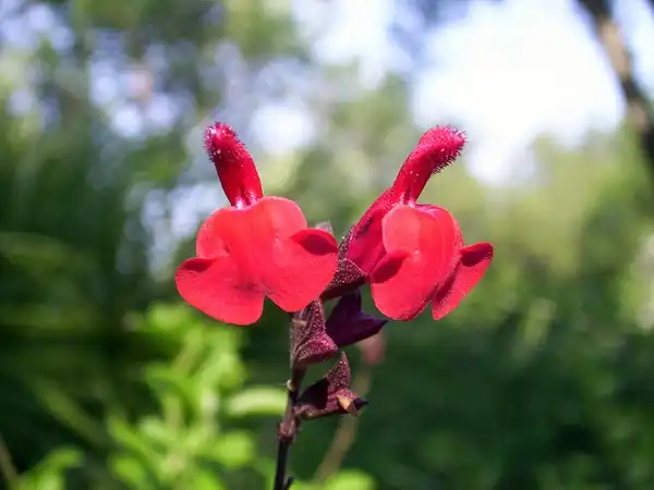 Photo of Salvia greggii (Salvia greggiis)