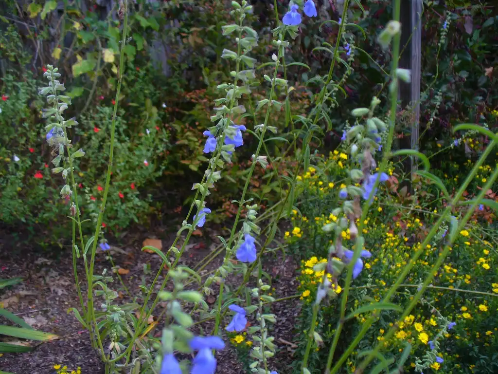 Photo of Salvia greggii - S. azurea and Chrysopsis mariana in the fall in Moore County:Susan Strine