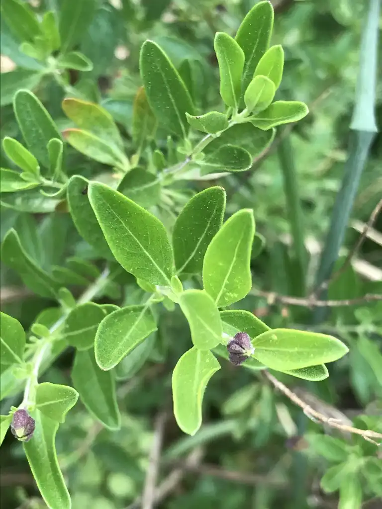 Photo of Salvia greggii - Leaves:K. Andre