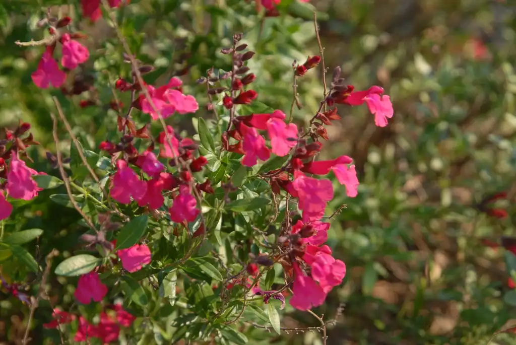 Photo of Salvia greggii - 'Pink Perfection' Flower:Jim Robbins