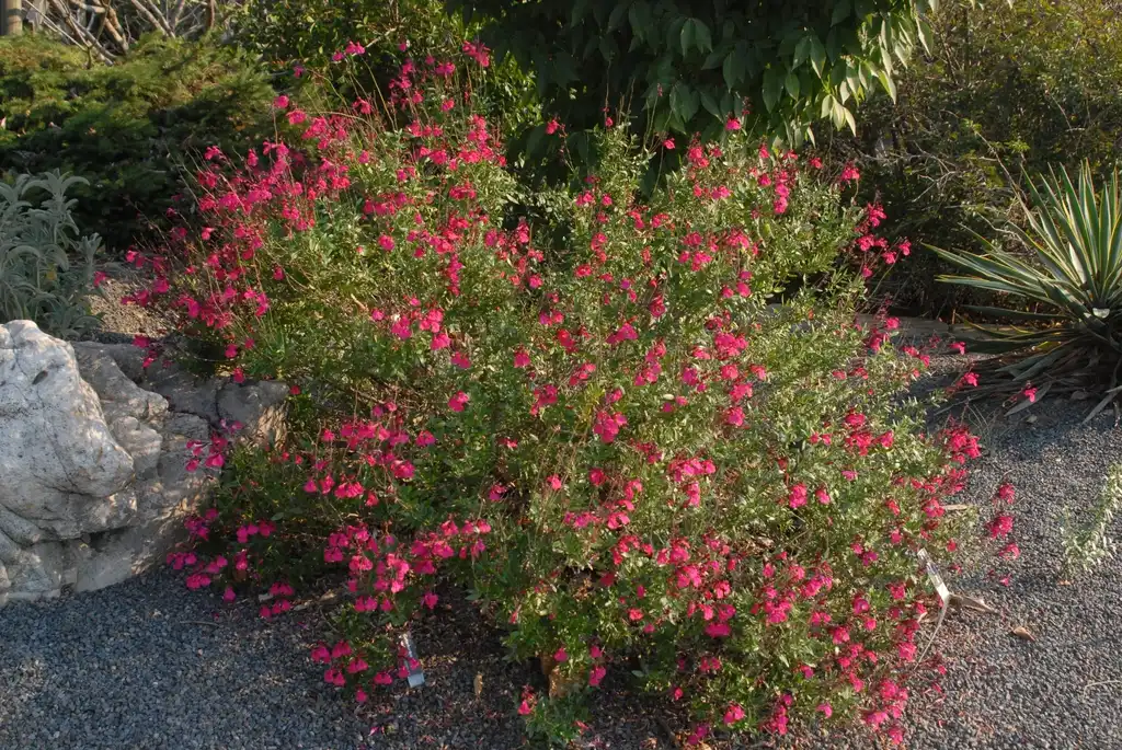 Photo of Salvia greggii - 'Pink Perfection' Form:Jim Robbins