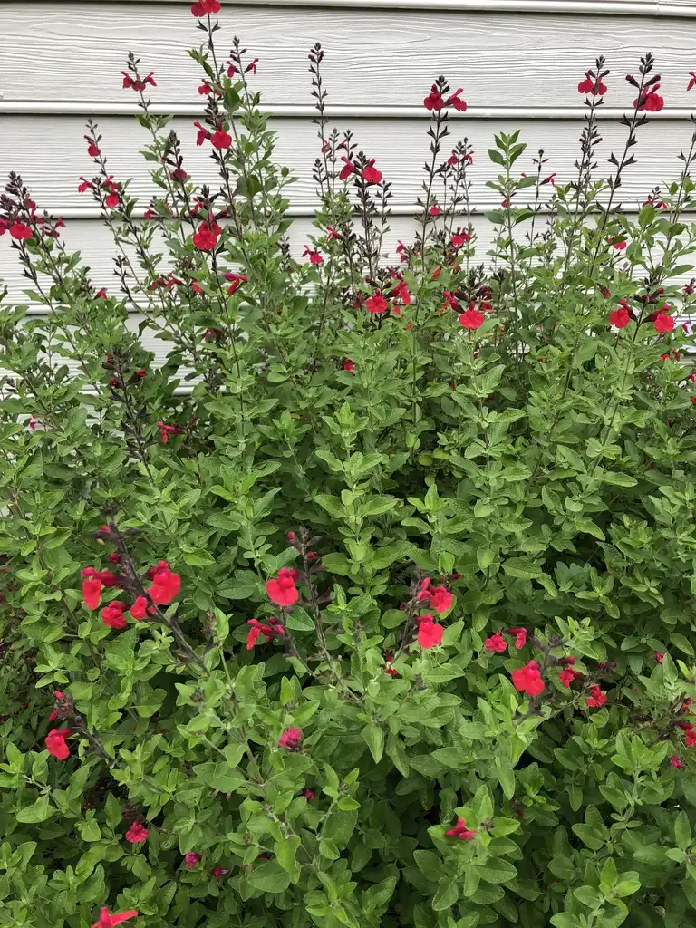 Photo of Salvia greggii - 'Lipstick' form, Wake County, NC:Cathy Dewitt