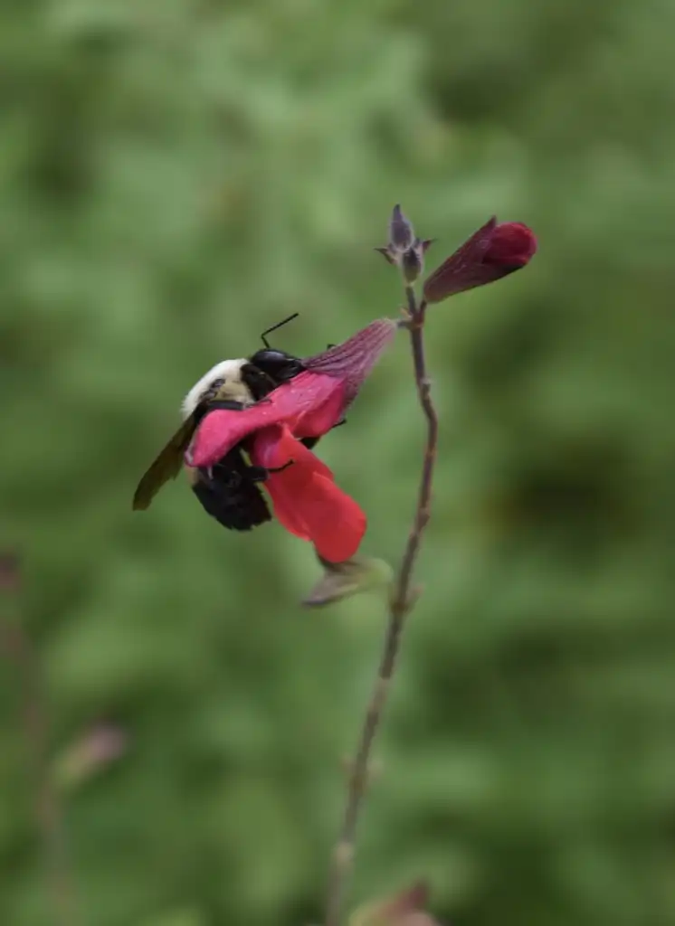 Photo of Salvia greggii - 'Lipstick' flower closeup with bee , Wake County, NC:Cathy Dewitt