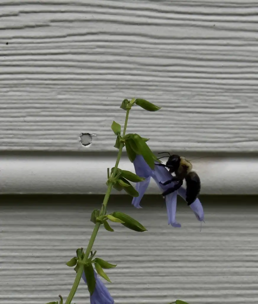 Photo of Salvia greggii - flower close-up with bee, early summer, Wake County, NC:Cathy Dewitt