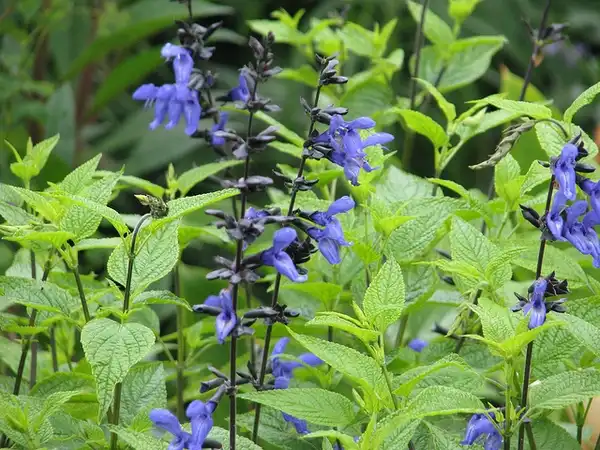 Foto de Salvia guaranitica (Salvia guaraniticas)