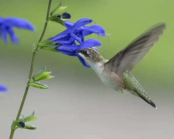 Foto de Salvia guaranitica (Salvia guaraniticas)