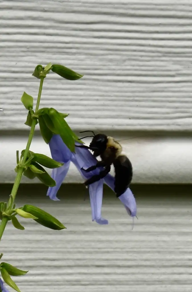 Foto de Salvia guaranitica - Flower and Bee (Wake County,NC)-Early Summer:Cathy Dewitt