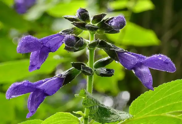 Foto de Salvia guaranitica - Salvia guaranitica flower spike:James Gaither