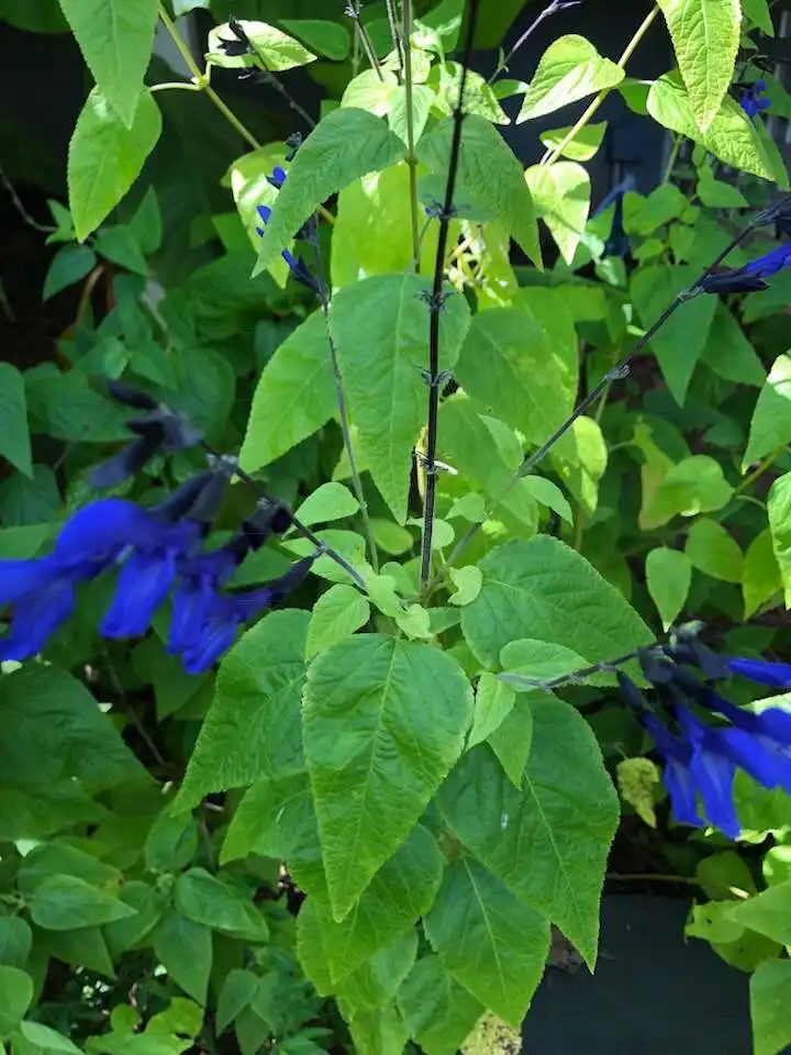 Foto de Salvia guaranitica - 'Black and Blue' Leaves Close-Up (Wake County,NC):Cathy Dewitt