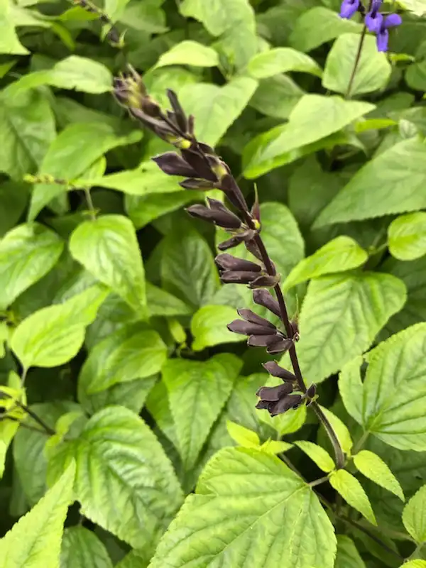 Foto de Salvia guaranitica - 'Black and Blue' Leaves (Wake County,NC)-Fall:Cathy Dewitt